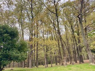 IMG_0085.jpeg