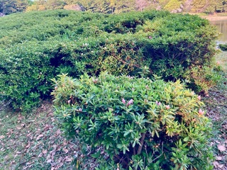 IMG_0101.jpeg