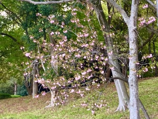 IMG_0270.jpeg