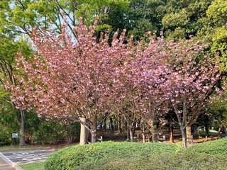 IMG_0302.jpeg