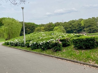 IMG_0513.jpeg