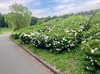 IMG_0711.jpeg