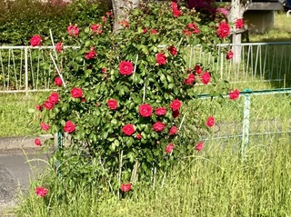 IMG_1116.jpeg