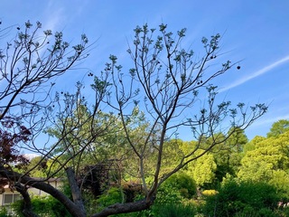 IMG_1119.jpeg