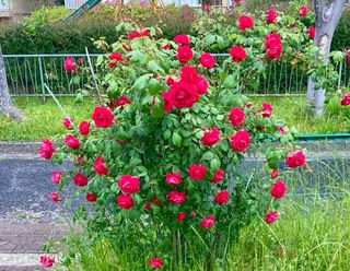 IMG_1138.jpeg