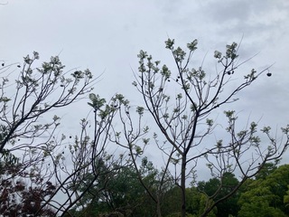 IMG_1146.jpeg