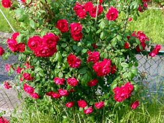 IMG_1234-5c29a.jpeg