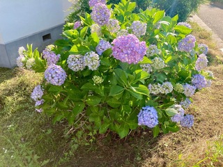 IMG_1906.jpeg