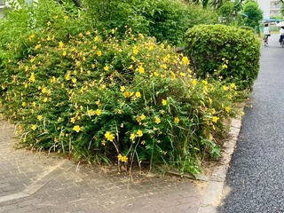 IMG_1982.jpeg