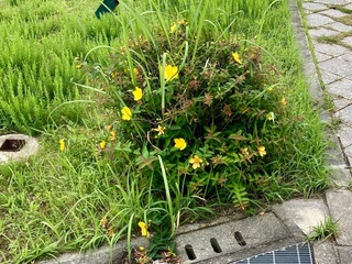IMG_2005.jpeg