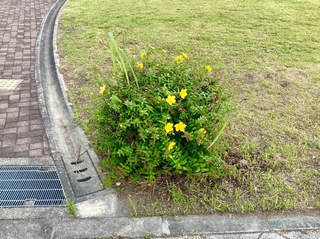 IMG_2255.jpeg