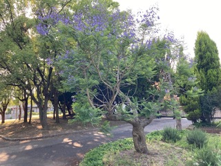 IMG_2856.jpeg