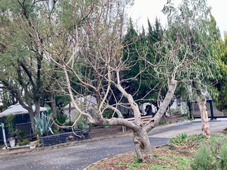 IMG_9780.jpeg