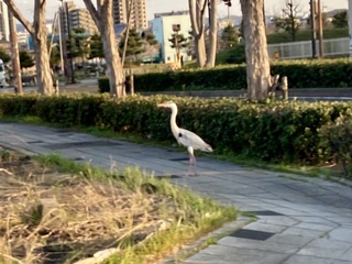 IMG_9859.jpeg